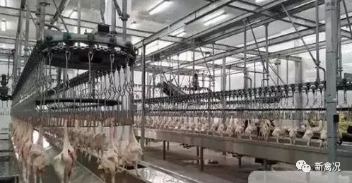 2019中央一號文件發布,養殖業 機遇 來了